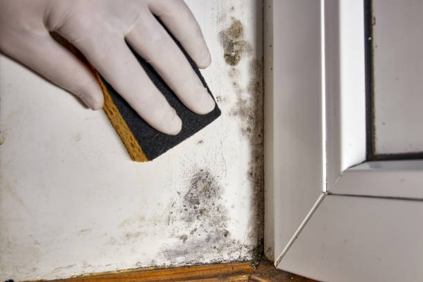 Best Mold Removal for HVAC Installations  in Sun City Center, FL