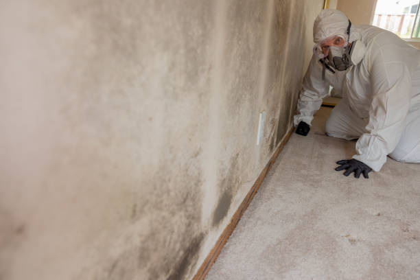 Best Mold Damage Restoration  in Sun City Center, FL